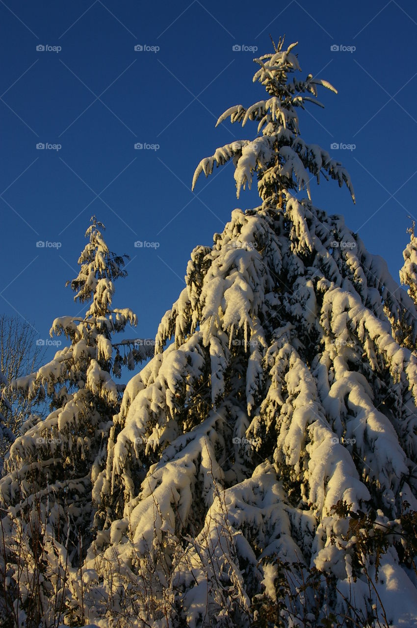 trees with heavy snow in early morning light