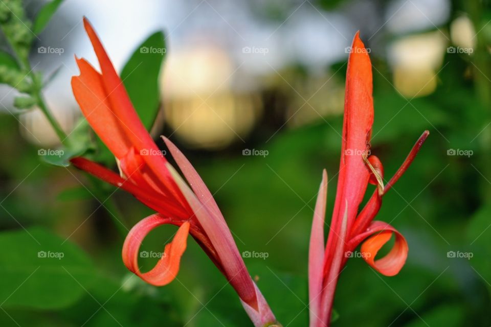 Beautiful flowers garden