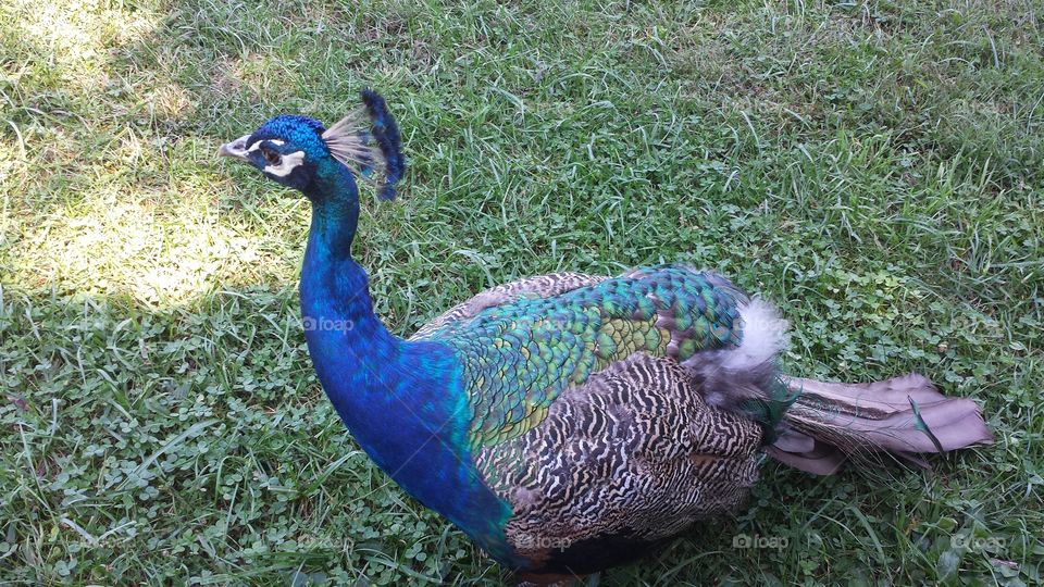 Peacock.   Florida vication 2014.. 