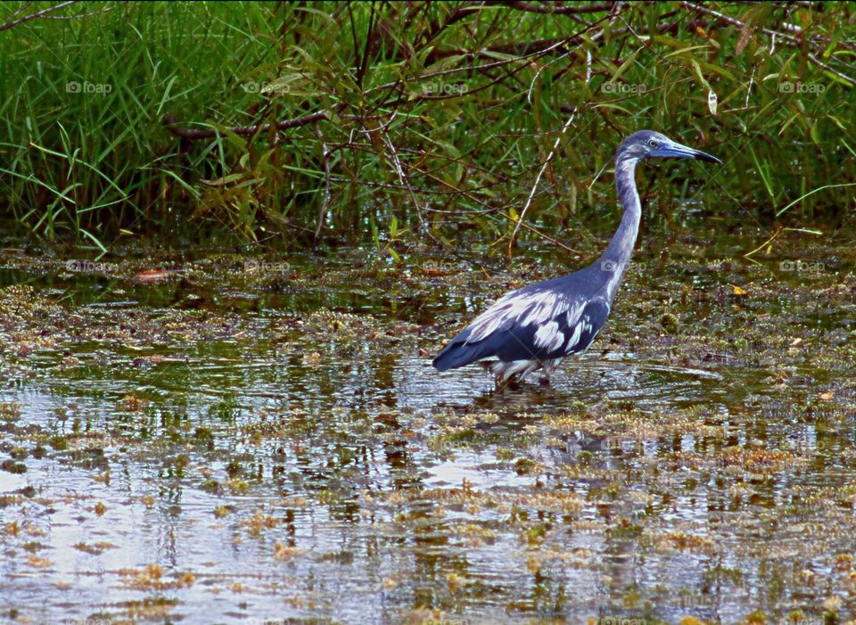 Little Blue Heron evolving from his white feathers into blue.