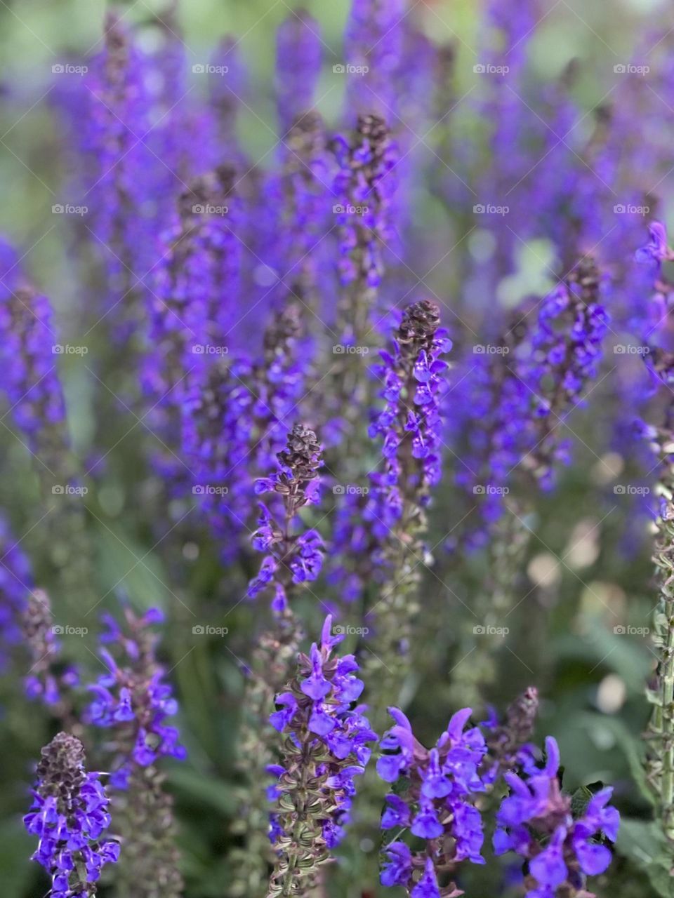 Purple Flowers