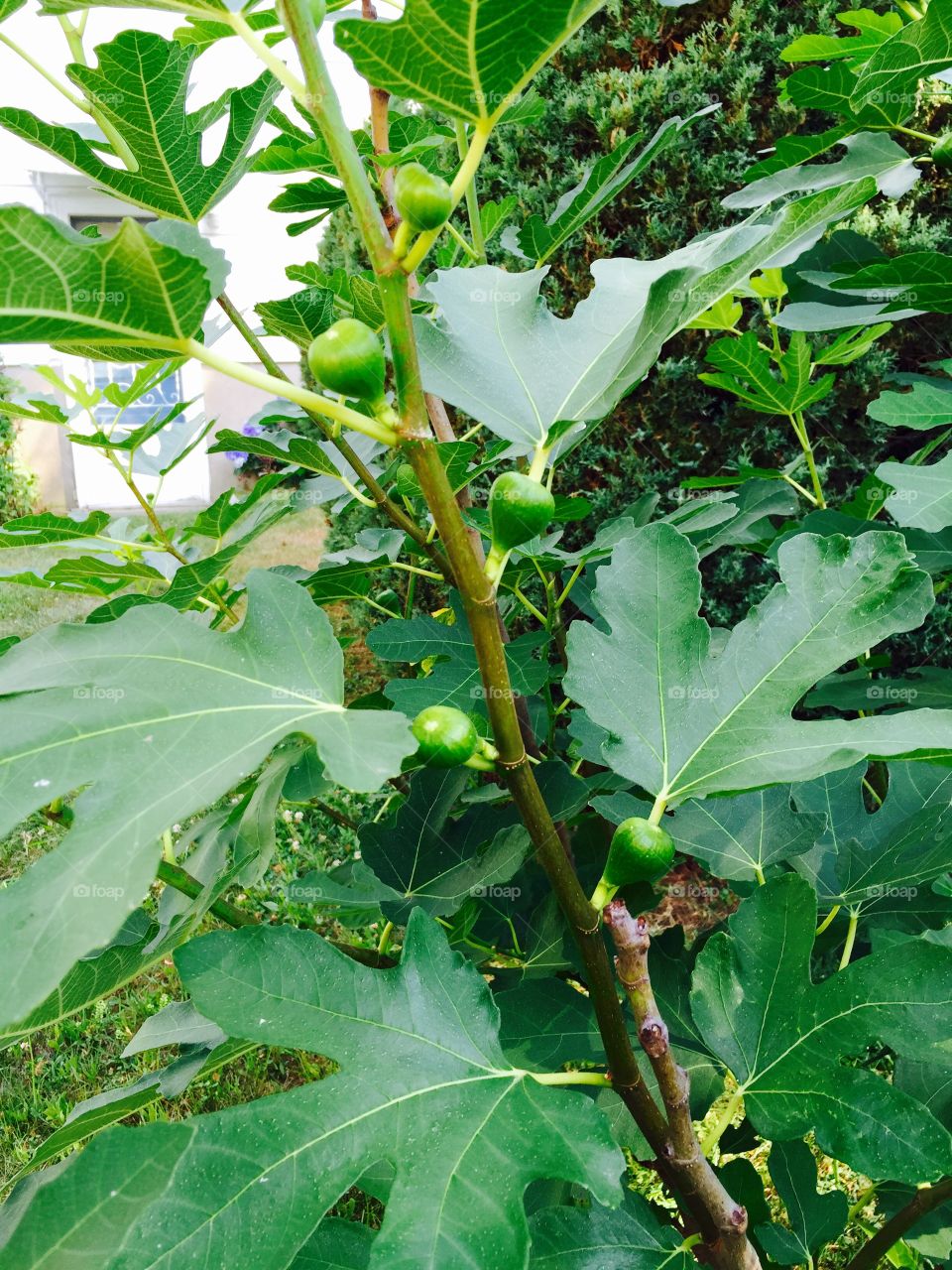 Fig Tree