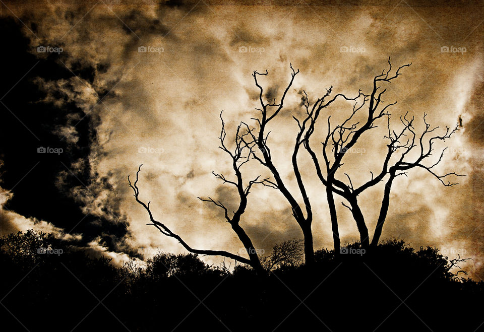 dark clouds trees storm by idon