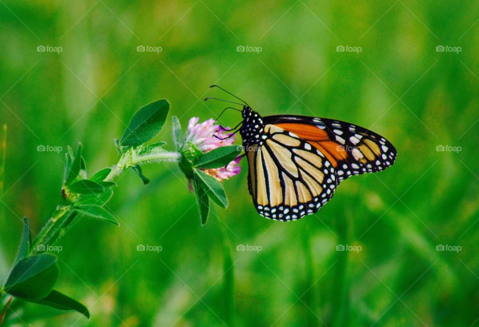 Butterflies Fly Away - monarch butterfly on a red clover blossom