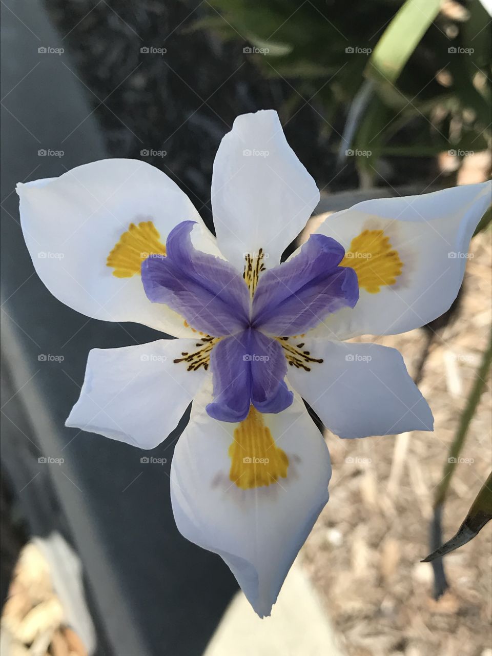 Unique flower