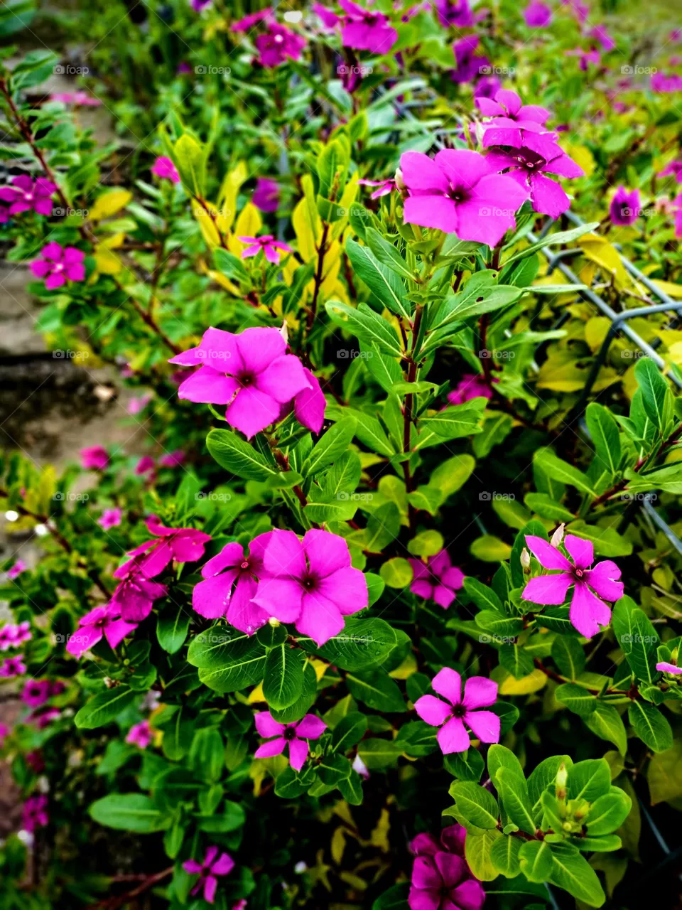 beautiful flowers