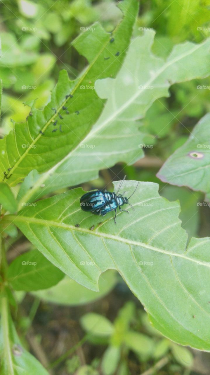 A pair of metallic green beetles