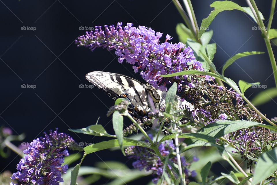 Butterfly On Colorful Flowers