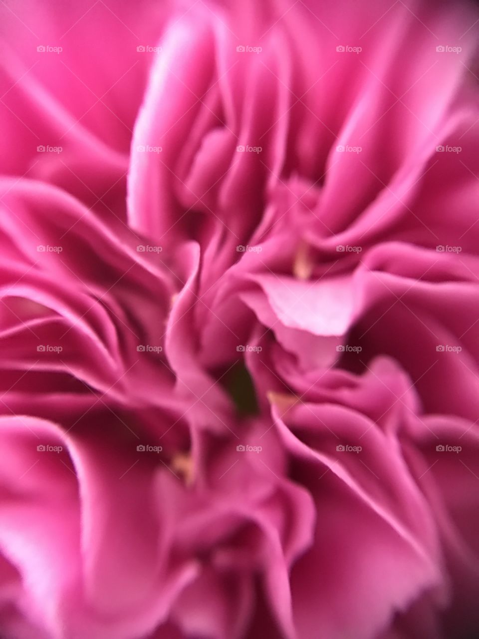 Pink Flower close-up