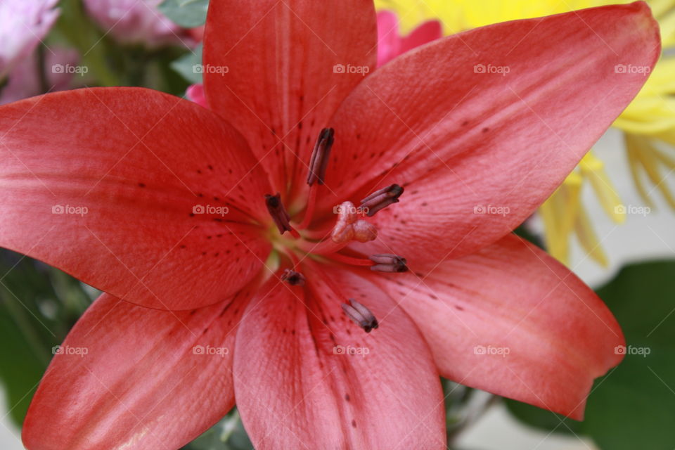 Red lily flower 