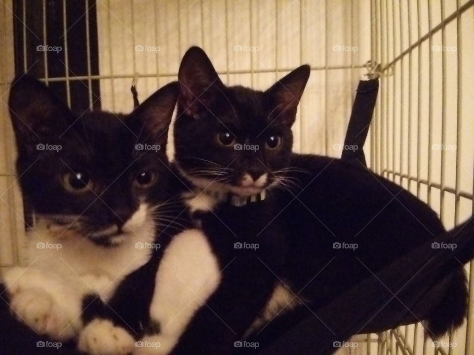 cats get along well 2