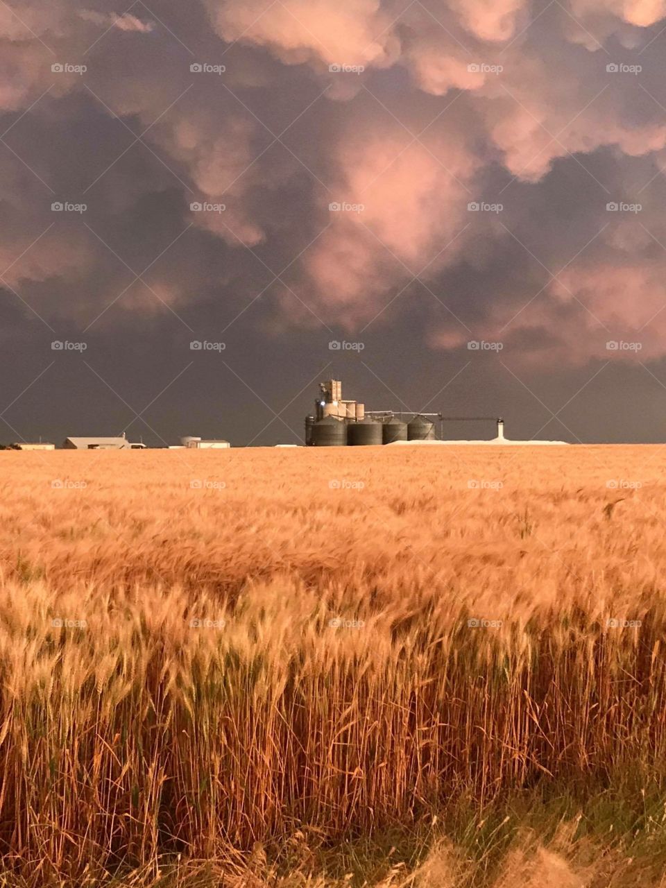 Kansas wheat fields blowing in the wind