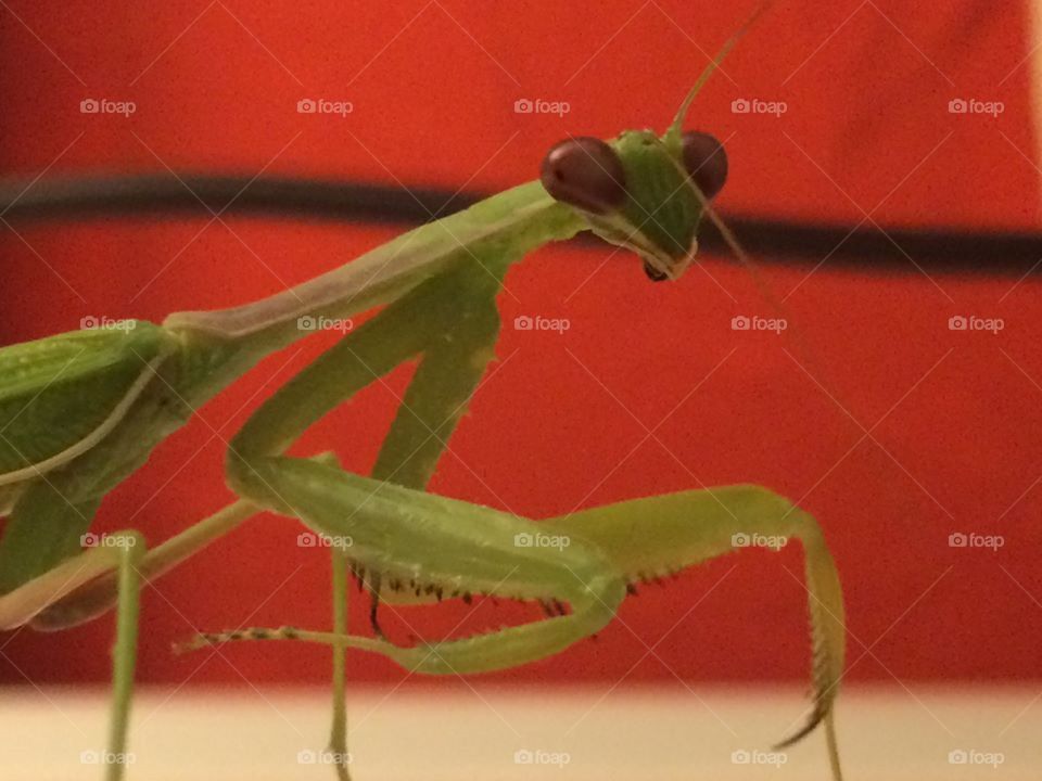 Praying mantis