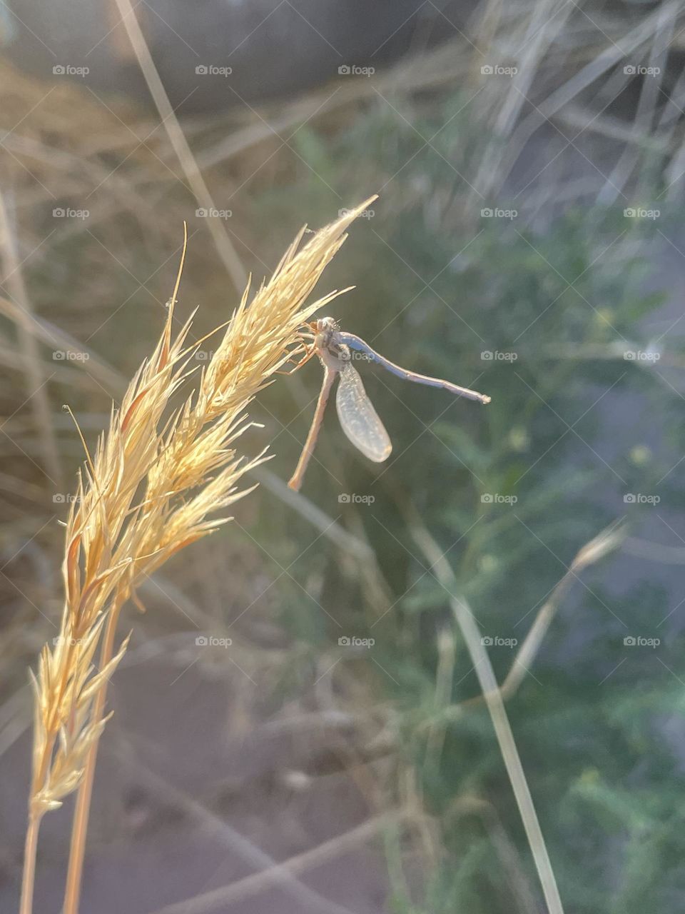 A blue dragonfly sitting on a plant. 