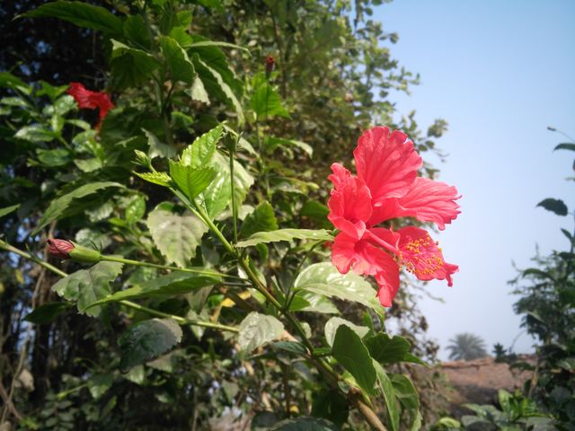 flowers