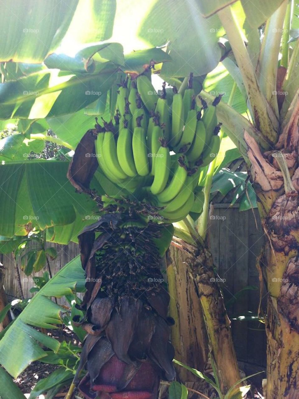 Banana Tree Lahaina, Maui, Hawaii 