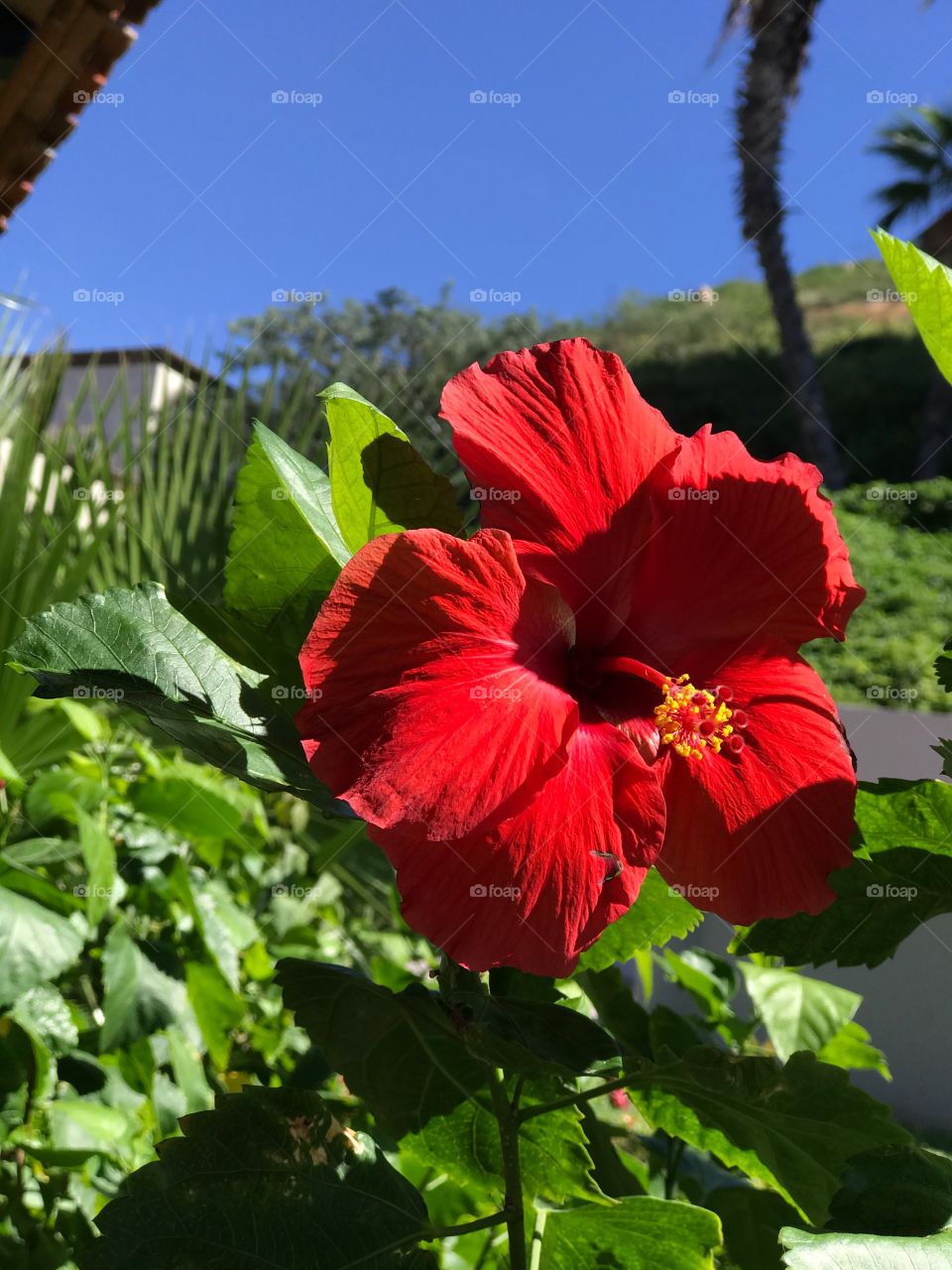 Tropical flowers 