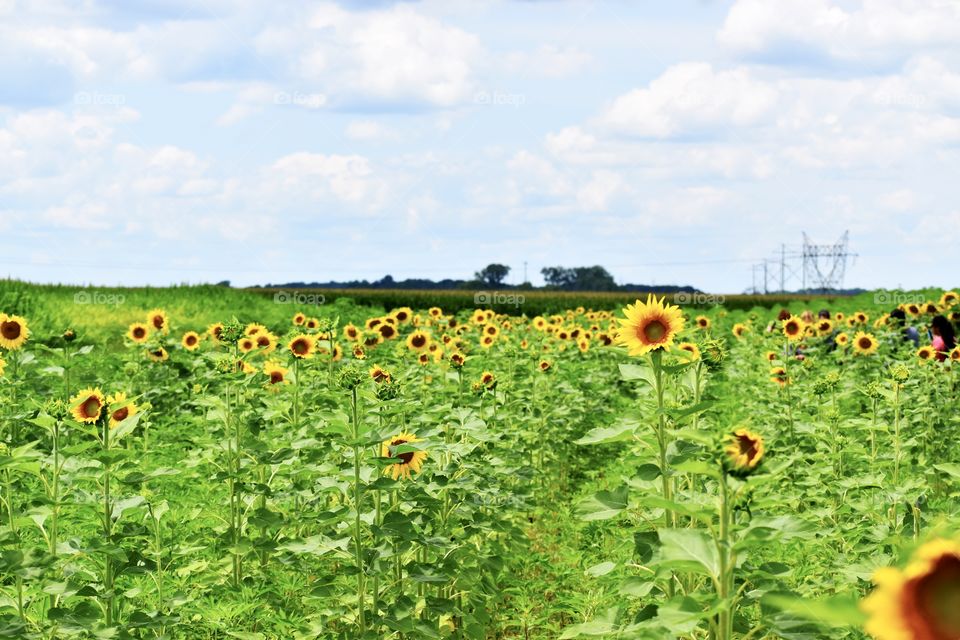 Field of  sunflowers 