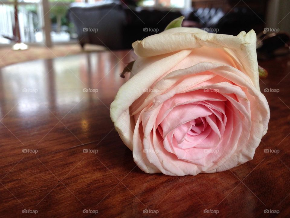 Fallen rose, pink, rose, flower, celebration, occasion, happiness, flatlay