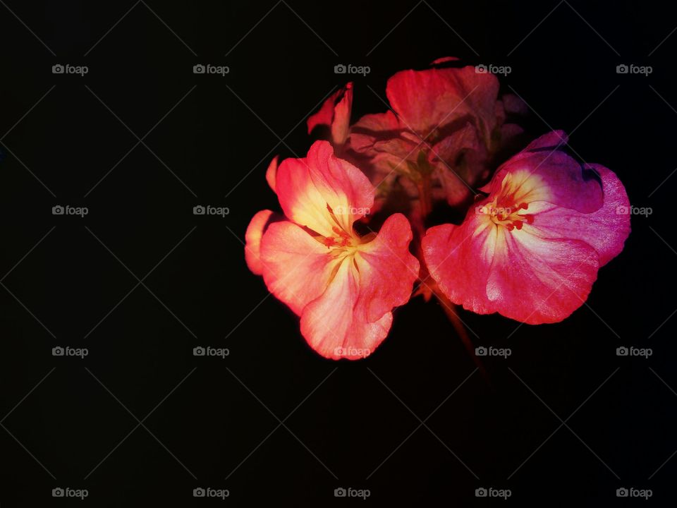 Give Me Light by foaр missions,gentle pelargonium illuminated by light in the dark