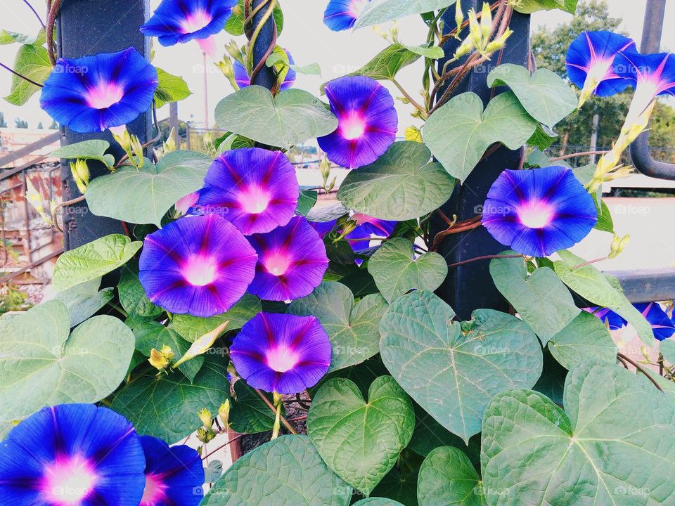 flowers purple color