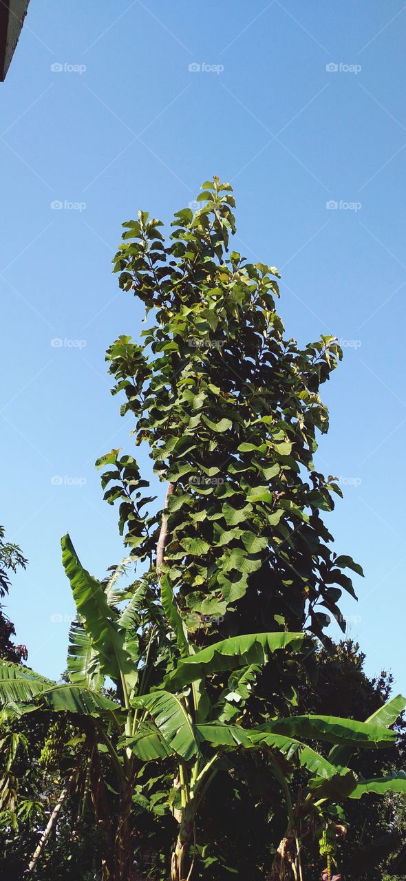 banana tree and teak tree in front of the house.