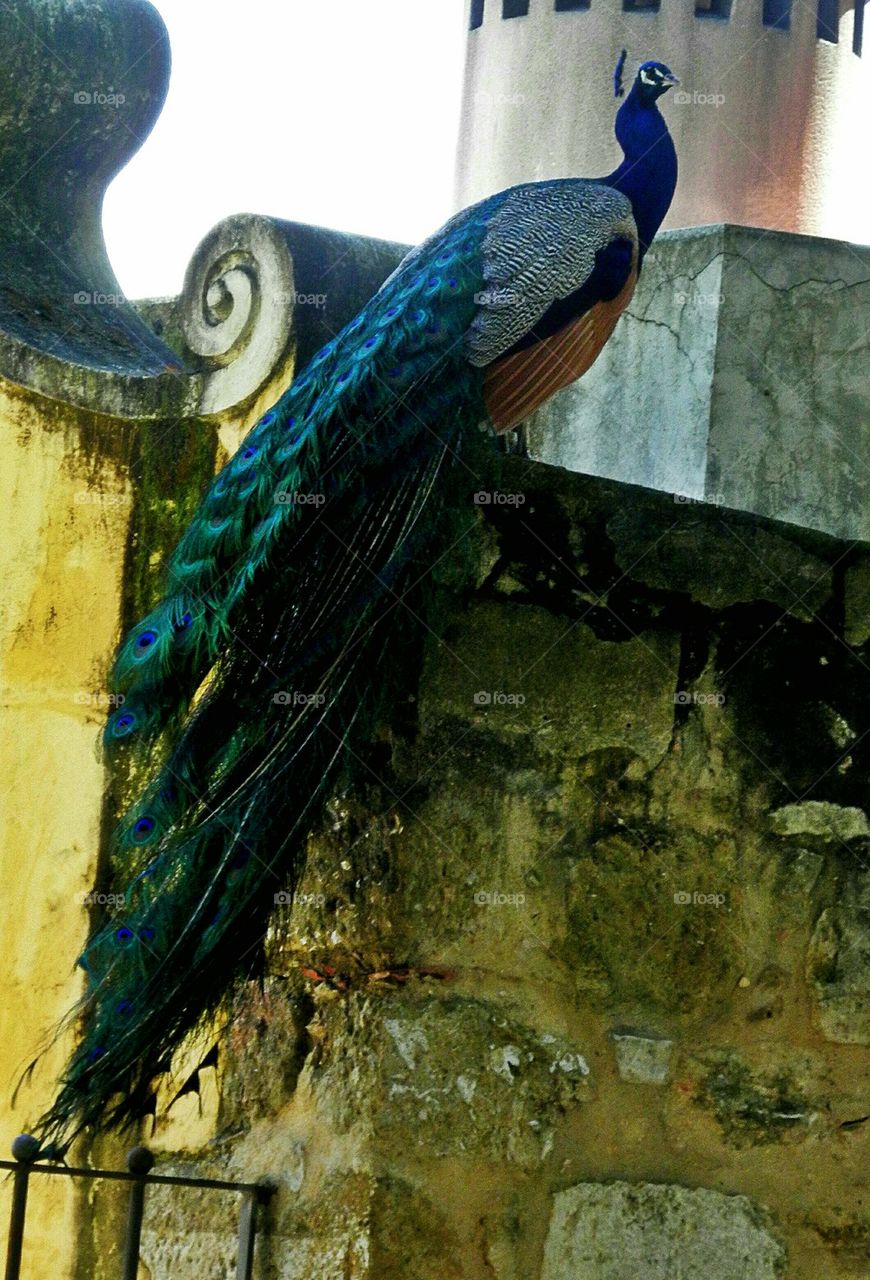 Peacock perched on a wall