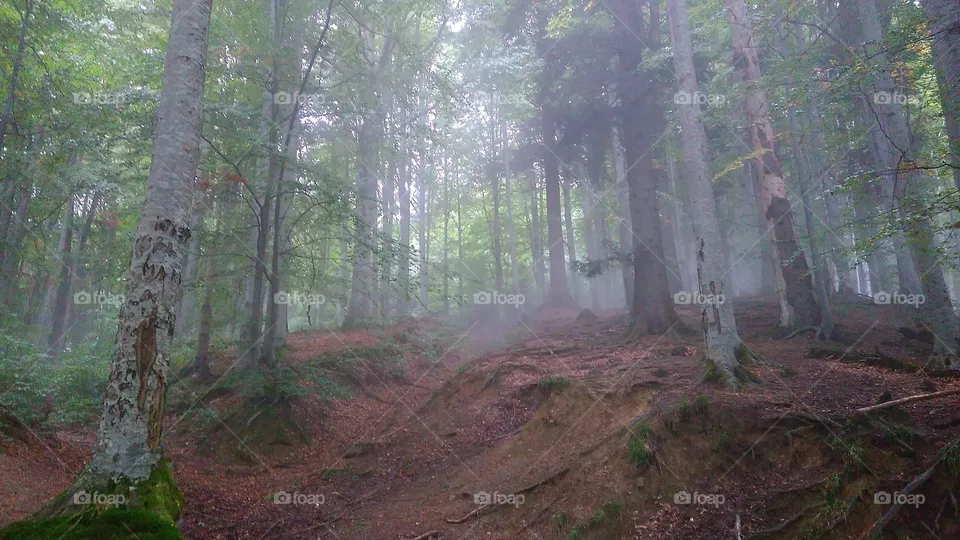 Forest