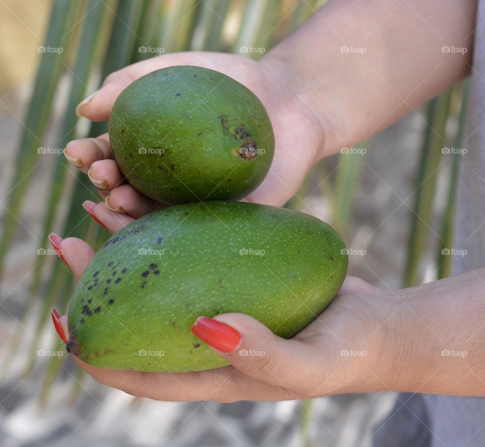 Raw mango fruit in woman hand