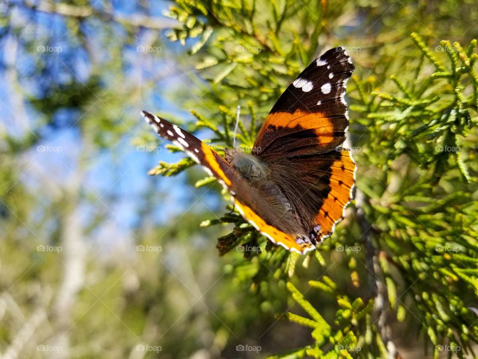 Red Admiral Butterfly on a Cedar Tree is a First Sign of Spring in Texas