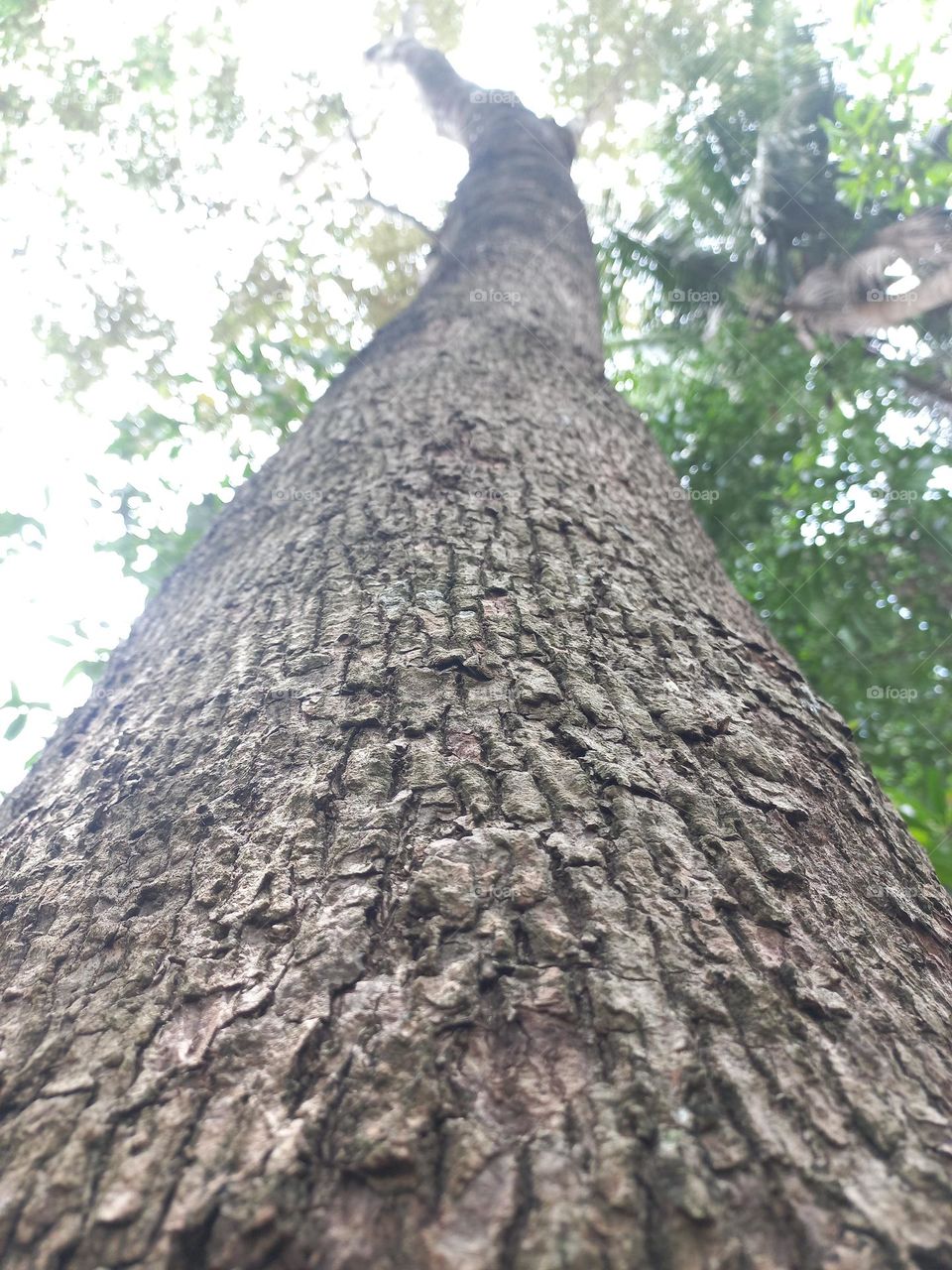 Trees are woody plants with the main characteristic of the trunk having a single tree.