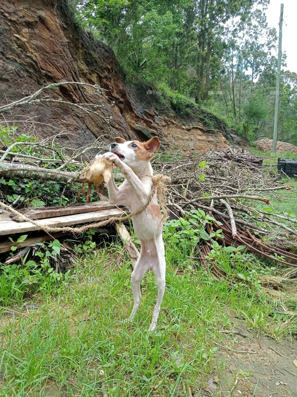 This Jack Russell Terrier catches a goat skull bone in mid air!