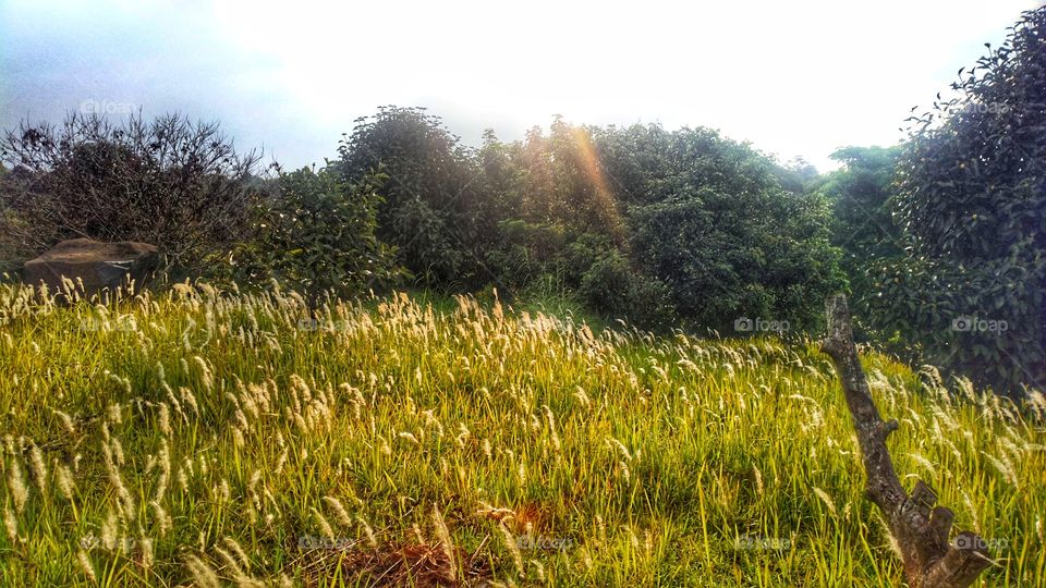 meadow Field on Giri Tirta Kahuripan, Purwakarta, West Java