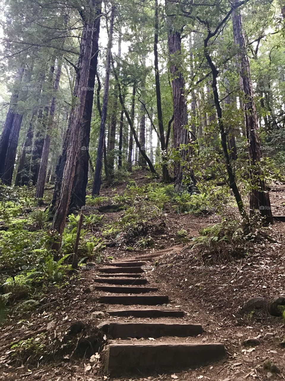Muir Woods stairs