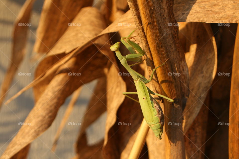 Praying Mantis 