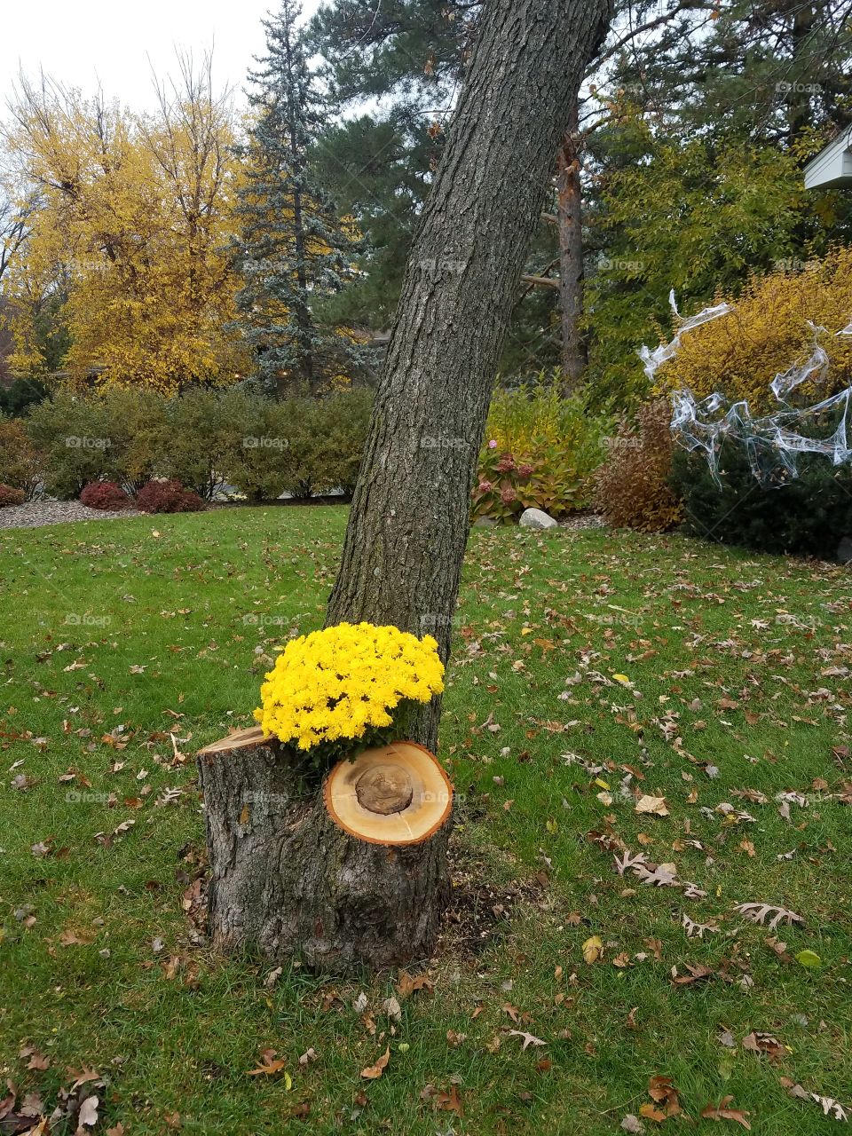 Tree, Wood, Fall, Leaf, Nature