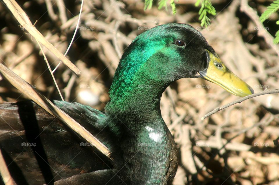 Beautiful Duck in the Bushes
