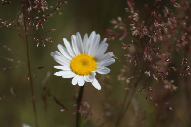 wild daisy