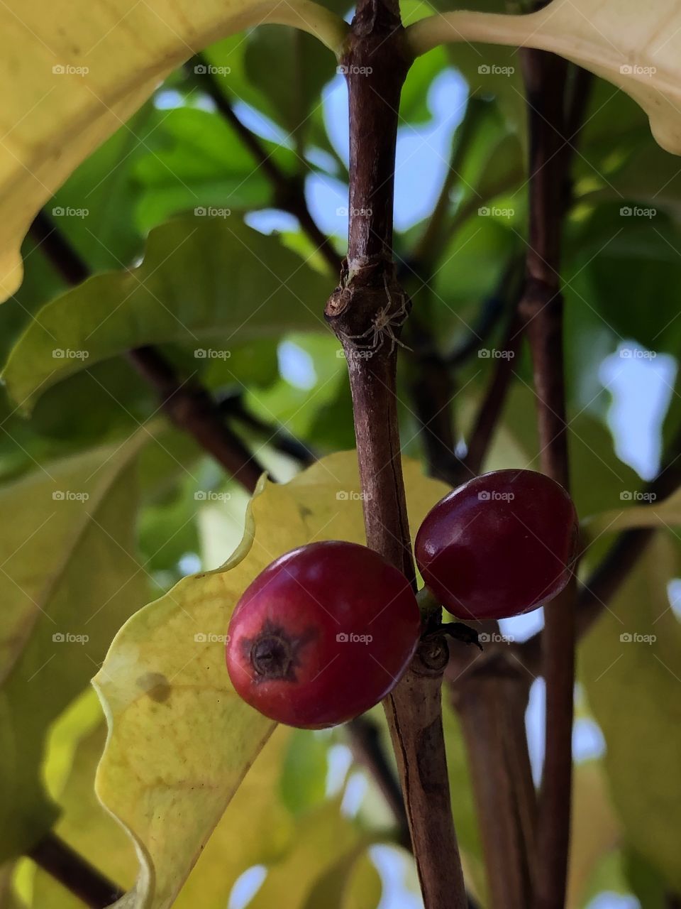 Coffee, in the tree. The last fruits in the season. With a bonus of a small spider, just waiting for its beverage...