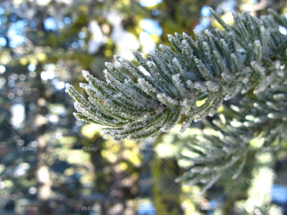 A snowy tree branch in the winter