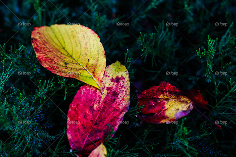 beautiful fall leaves in a bush