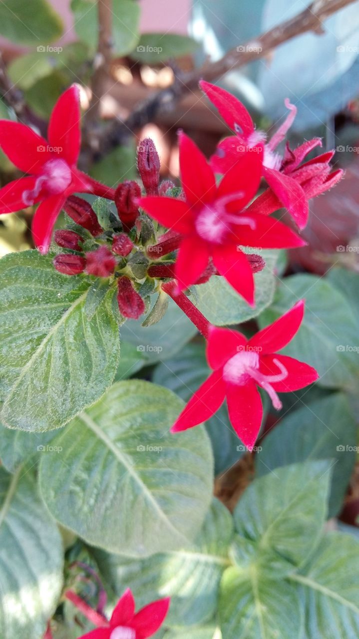red small flower