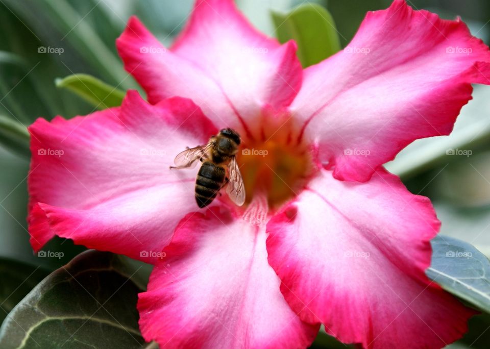 Macro shot of honey bee on flower