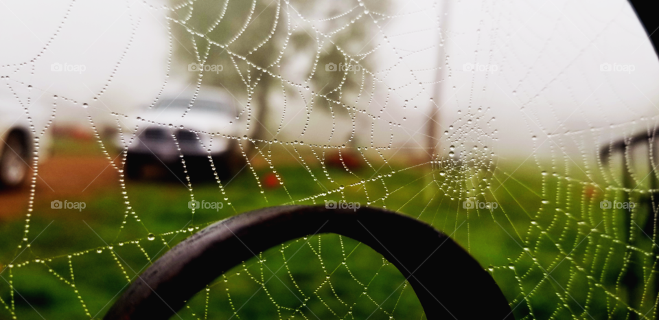 dew in a spiderweb