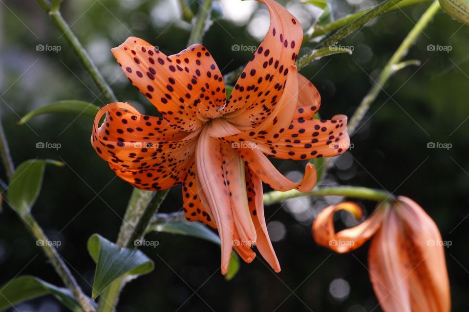 Tiger lily
