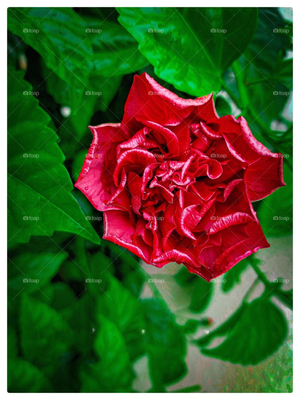 beautiful flower and weird flower's