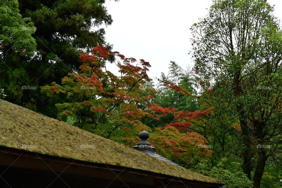 Living roof top