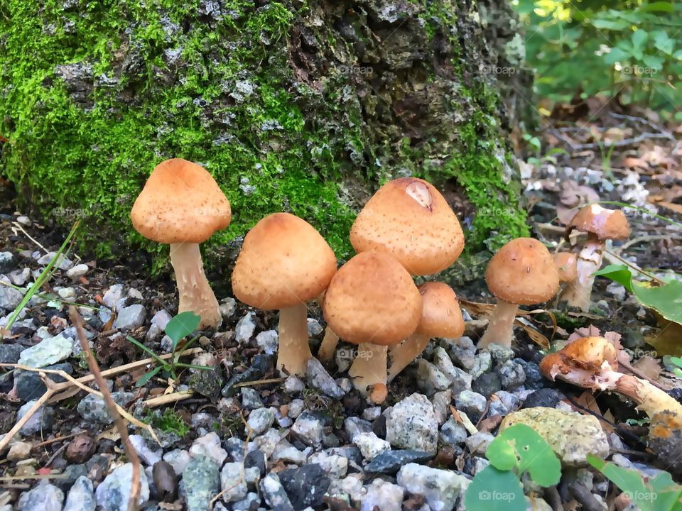 Fungus, Mushroom, Wood, Fall, Nature