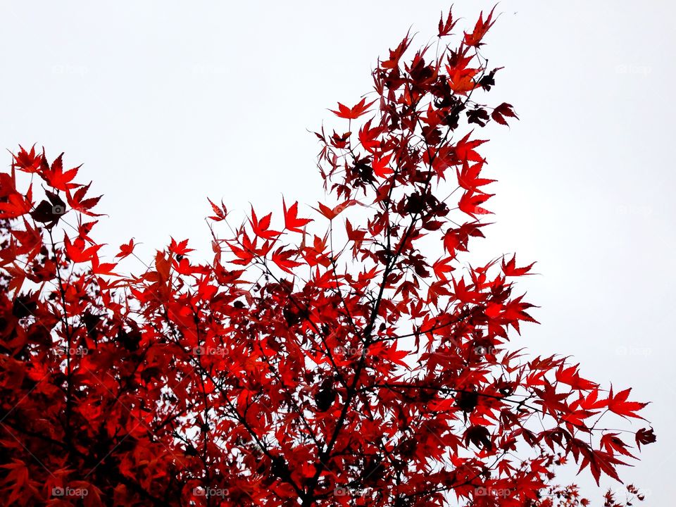 Leaf, Nature, Season, Bright, Branch