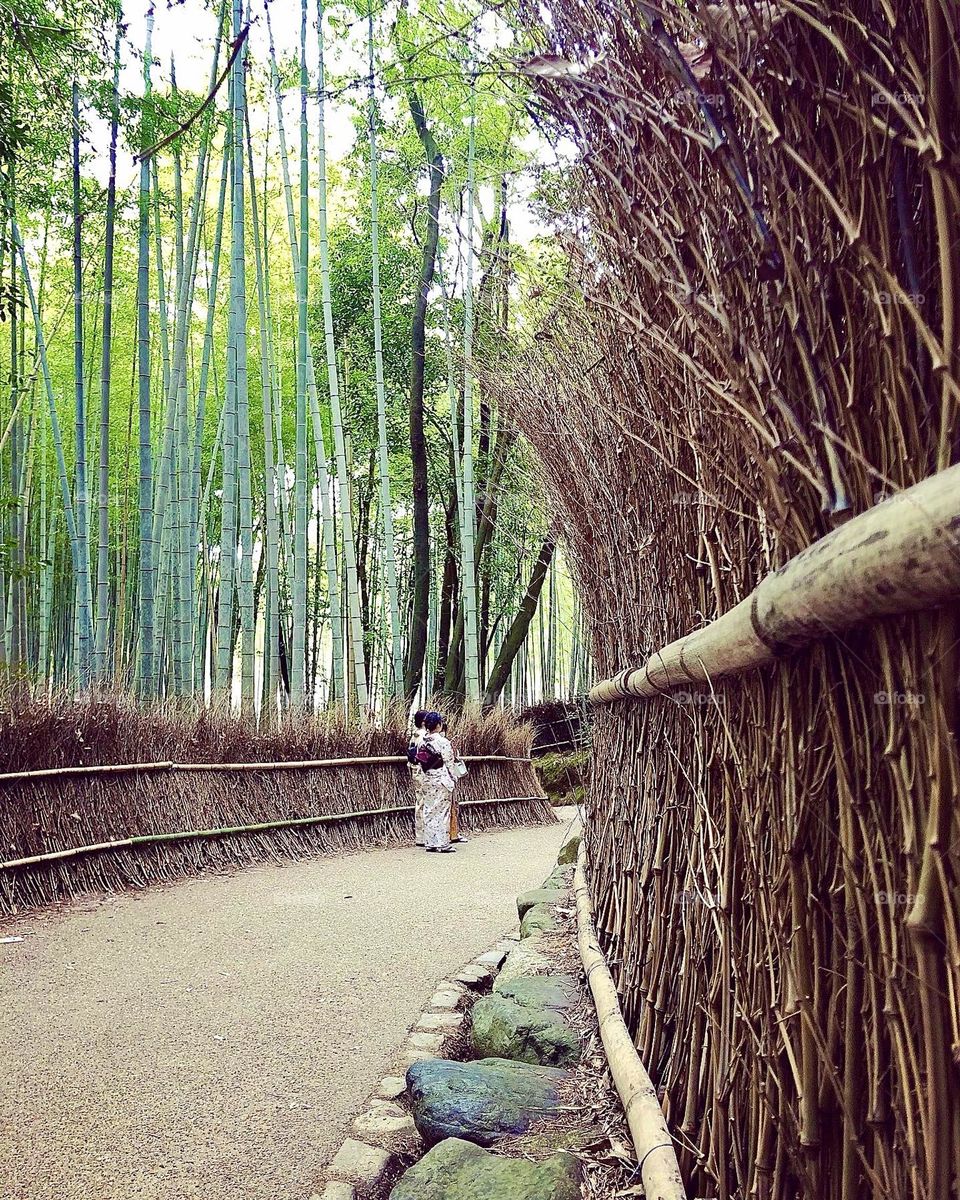 Bamboo path